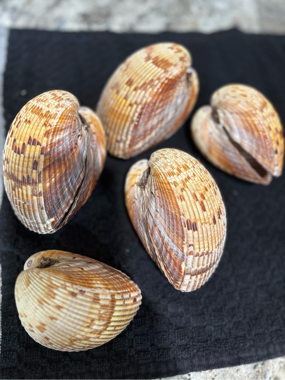 Natural Brown & Cream whole Seashells Lot of 5